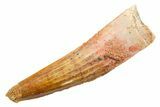 Fossil Spinosaurus Tooth - Real Dinosaur Tooth #364199-1